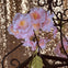 Cherry Blossom Pink Garland
